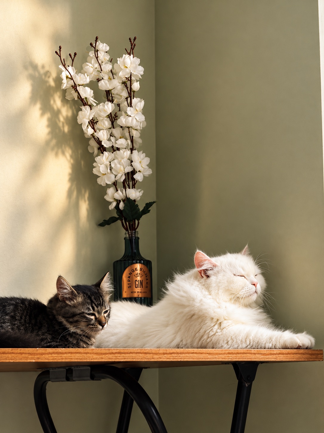 Snowie and Coco lounging together in a patch of sunlight